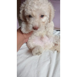 Filhote De Poodle Toy