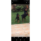 Filhote De Rottweiler Com Pedigree A6 Netos De Campeões