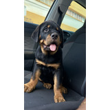 Filhote De Rottweiler Com Pedigree
