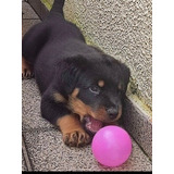 Filhote De Rottweiler Fêmea