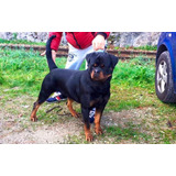 Filhote De Rottweiler