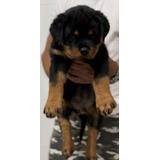 Filhote De Rottweiler