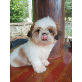 Filhote De Shih Tzu Macho Com