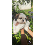 Filhote De Shih Tzu Vacinado Com