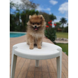 Pomerania
