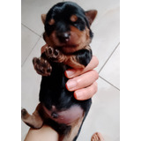 Terrier