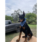 Filhote Dobermann Puro C Pedigree E Boa Índole cores Raras