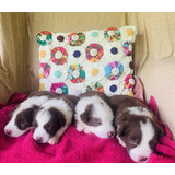 Filhote Fêmea Border Collie Longo Pedigree Desverminado