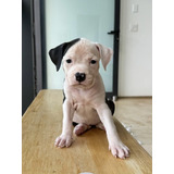 Terrier