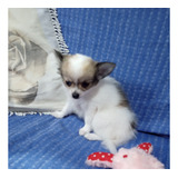 Filhote Fêmea De Chihuahua Pelos Longos Micro Toy Disponivel