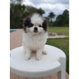 Pomerania