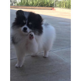 Pomerania