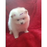 Filhote Fêmea Spitz Alemão Lulu Da Pomerania Pais Anões