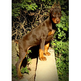 Filhote Fêmeas Dobermans Pedigr Chip Europ Boa Índole Sadias