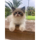 Filhote Gato Persa