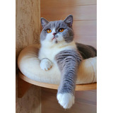 Filhote Gato Raça British Shorthair Cor Bicolor Blue