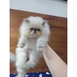 Macho