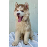 Filhote Husky Siberiano