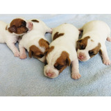 Filhote Jack Russell Terrier Vacinado E Pedigree 12x Cartão