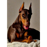 Filhote Macho Dobermann Com Pedigree 55 Dias Black