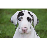 Filhote Macho Dogue Alemão Com Pedigree 45 Dias