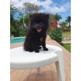 Pomerania