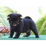 Filhote Macho Pug Preto Linhagem Nabucos