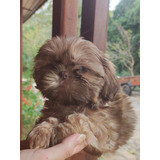 Filhote Macho Shih Tzu De Pelagem Longa 45 Dias