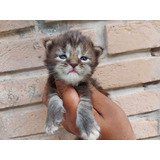 Tortie