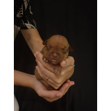 Filhote Pit Bull Monster