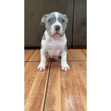 Filhote Pit Monster Blue