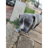 Vacina
