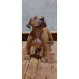 Pedigree