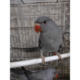 Filhote Ringneck Pronta Entrega Entrega Sp E Região