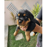 Filhote Rottweiler Pedigree Microchip