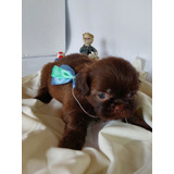 Filhote Shihtzu Macho Chocolate 12x Sem