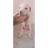 Filhotes American Pitbull Terrier 3 Fêmeas