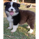 Collie