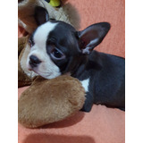 Terrier