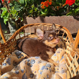 Filhotes Chihuahua Fêmeas E Machos 