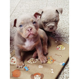 Filhotes De American Bully pedigree 