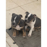 Filhotes De American Bully Pocket Alto Padrão Disponível