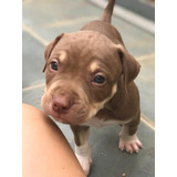 Bully