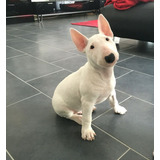 Filhotes De Bull Terrier Disponíveis