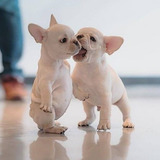 Filhotes De Bulldog Francês Lindos Machos E Fêmeas