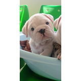 Filhotes De Bulldog Inglês Para Pessoas Exigentes