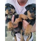 Filhotes De Cães Da Raça Rottweiler Com Pedigree MicrochiPad