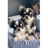 Filhotes De Chihuahua Pelo Longos