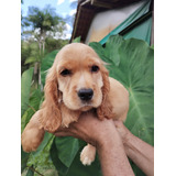 Spaniel
