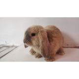 Filhotes De Coelho Mini Lop